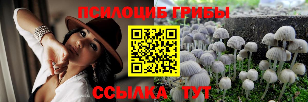 закладка  Вход с VPN  Камышин  Галлюциногенные грибы Psilocybe 